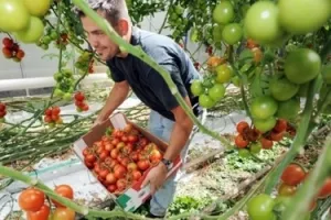 Inspektori će pojačati nadzor nad OPG-ovima