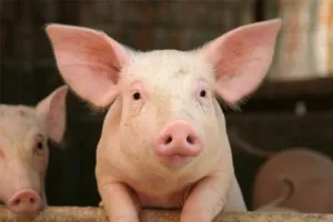 &Scaron;vicarska će zabraniti uvoz svinja iz nekih dijelova Hrvatske
