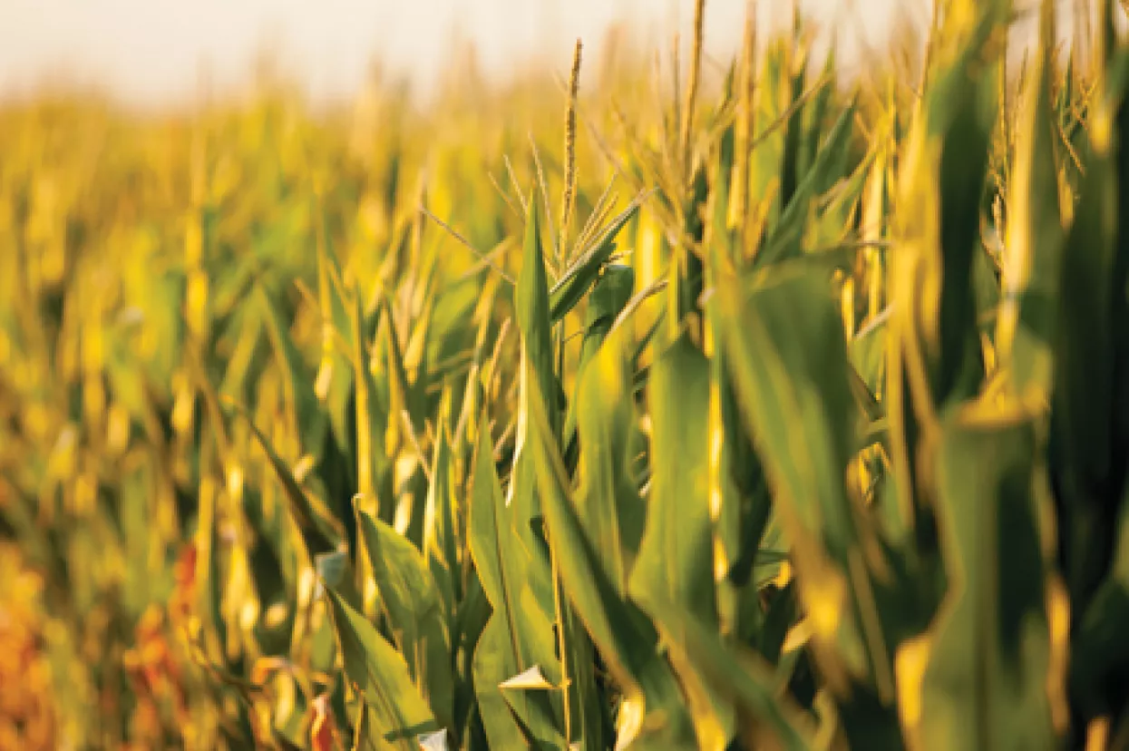 Je li Europa ipak kapitulirala i pustila GMO na svoje trži&scaron;te?
