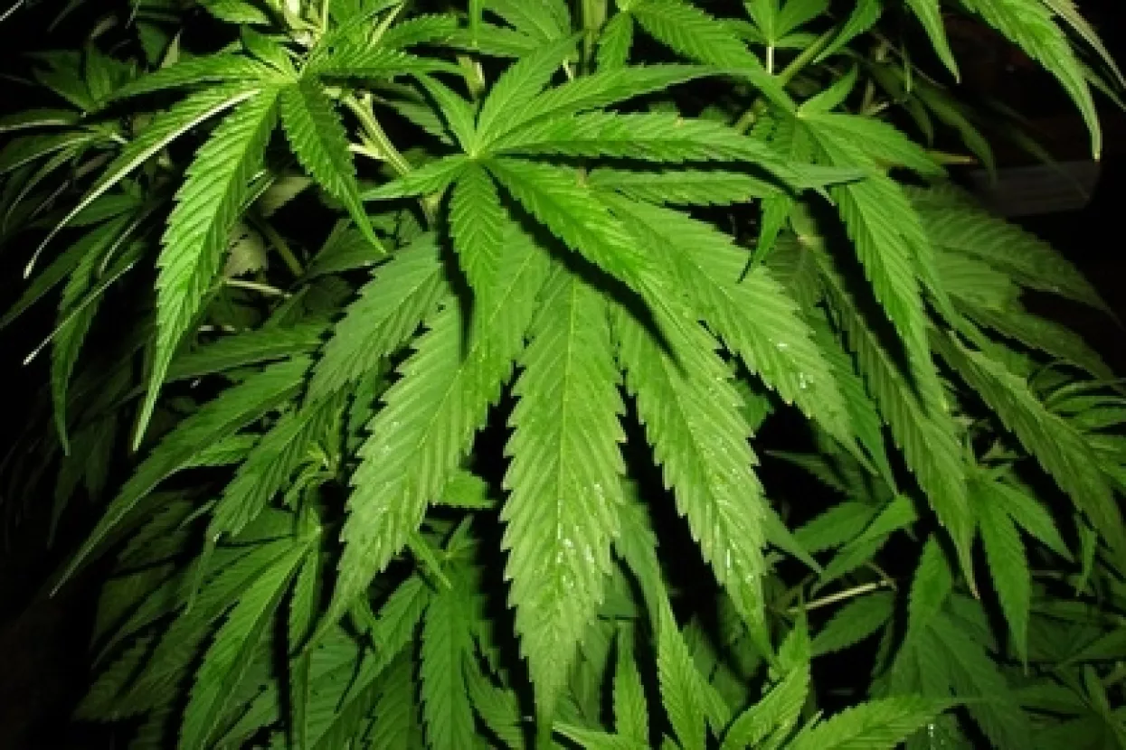 Marihuana uskoro u redovitoj uporabi, ali kao lijek