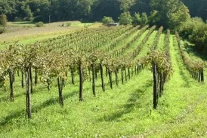 Samo 148 proizvođača vina ima 10 i vi&scaron;e hektara pod vinogradima