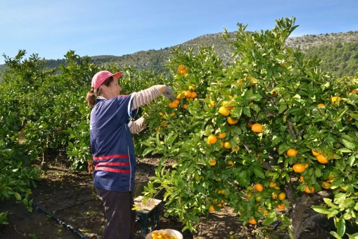 Samo ove godine Hrvati će pojesti 15 tisuća tona mandarina, a izvesti znatno vi&scaron;e