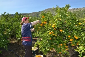 Samo ove godine Hrvati će pojesti 15 tisuća tona mandarina, a izvesti znatno vi&scaron;e