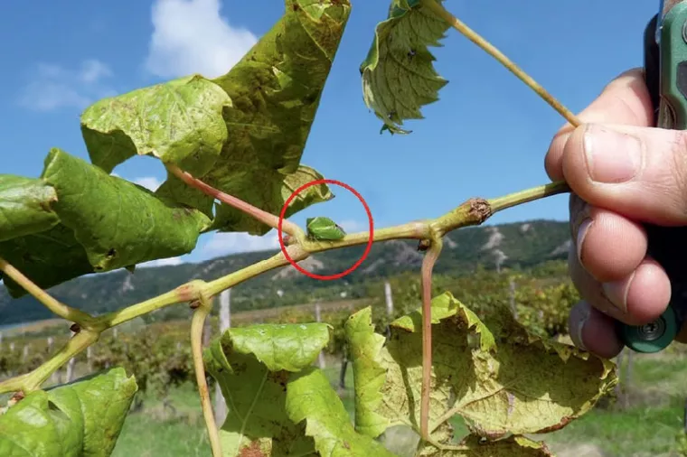 Američki cvrčak: U Istri i Zagorju krče se deseci hektara vinograda zbog neizlječive zlatne žutice