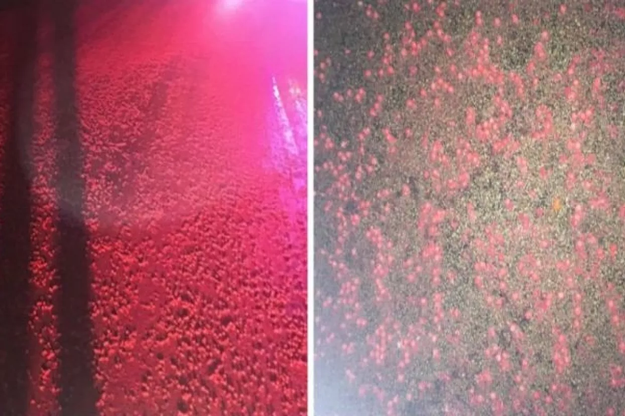 Proizvođač Skittlesa potvrdio da 'neuspje&scaron;ni' bomboni zavr&scaron;avaju kao stočna hrana