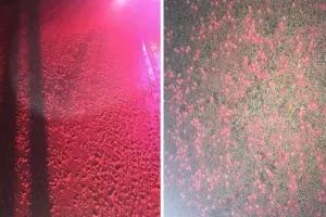 Proizvođač Skittlesa potvrdio da 'neuspje&scaron;ni' bomboni zavr&scaron;avaju kao stočna hrana