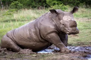 Bezdu&scaron;ne zvjerokradice provalile u zoo, triput pucale u bebu nosoroga i ukrale mu rog