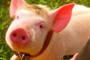 Nizozemska raspravlja o video nadzoru svih klaonica