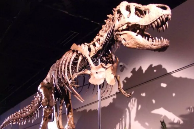Sila ugriza T. rex bila je jednaka težini triju automobila