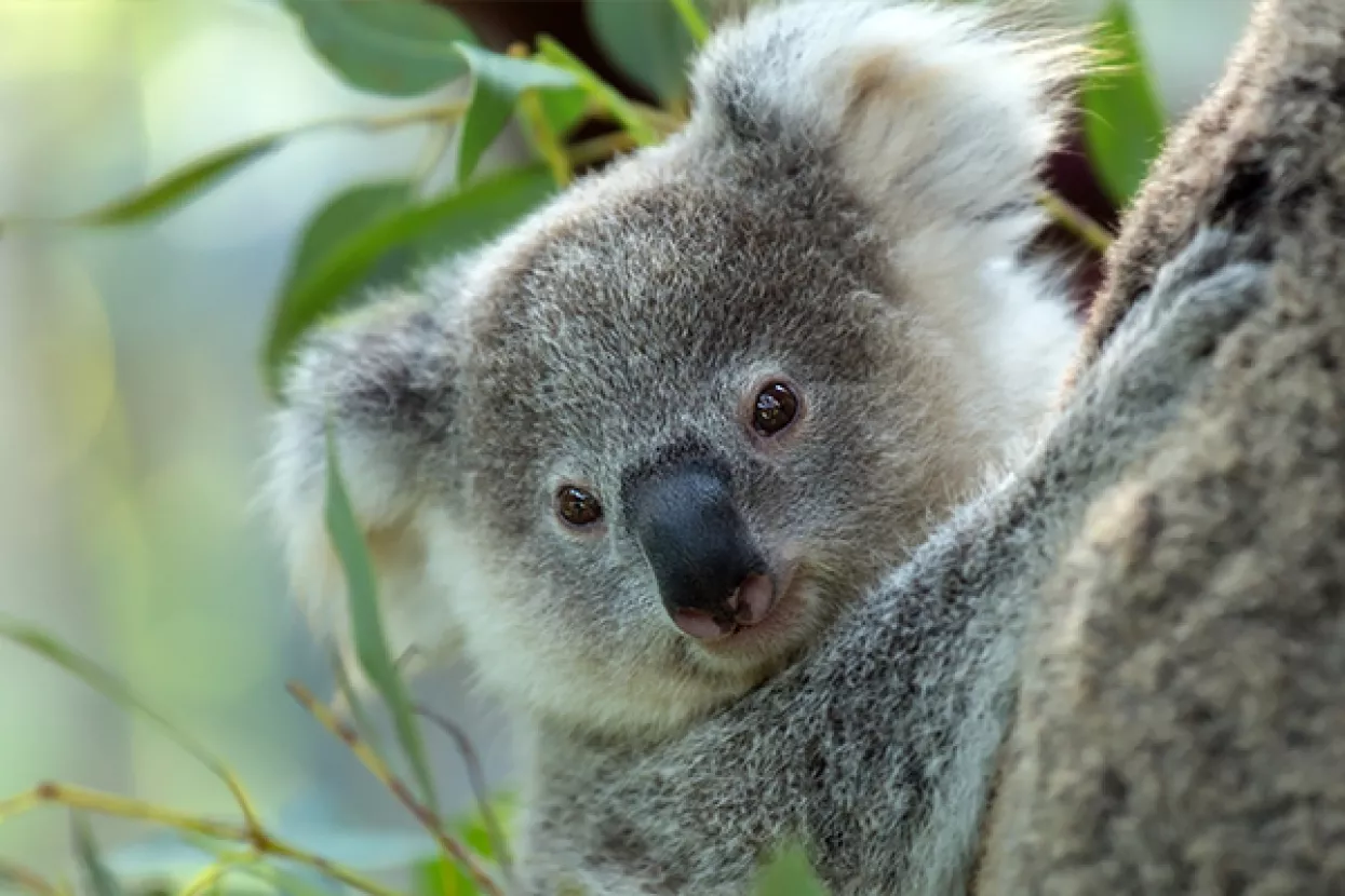 Koalama u Queenslandu prijeti istrebljenje