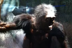 Protivnici evolucije u Srbiji traže da se izučavanje ukine i u Banjoj Luci
