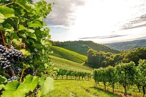 Hrvatska prestigla Italiju i postala najvažniji uvoznik slovenske hrane