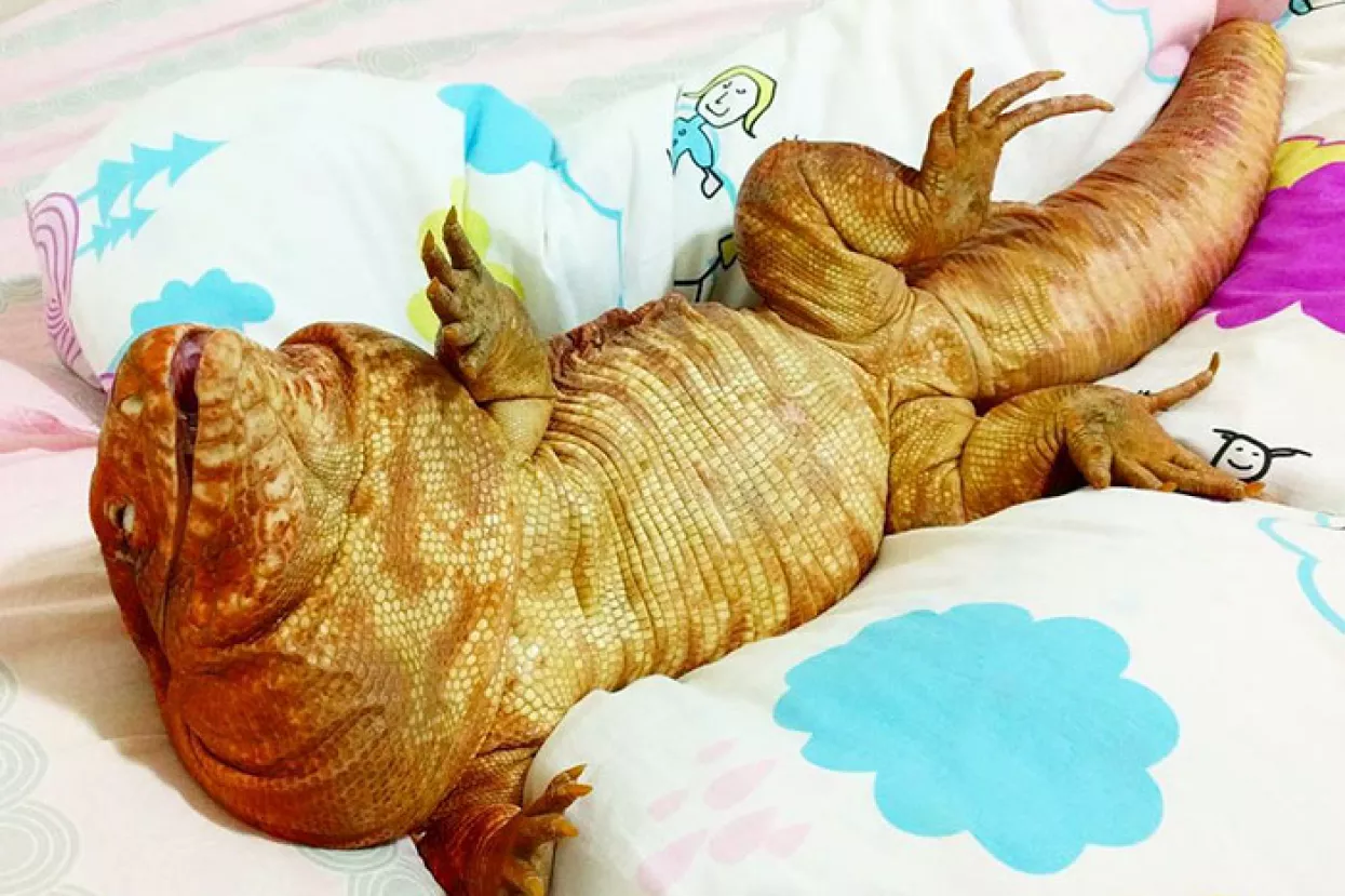 VIDEO: Nova Instagram zvijezda je veliki umiljati gu&scaron;ter
