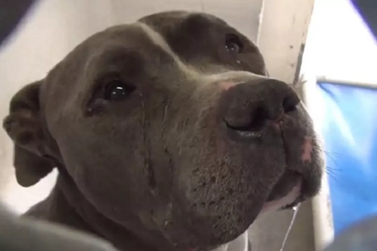 VIDEO: Pit Bull proplakao nakon &scaron;to ga je obitelj zauvijek napustila