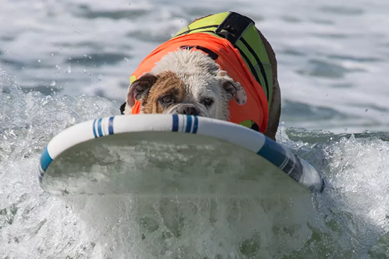 Psi odradili drugo svjetsko pseće surfersko natjecanje
