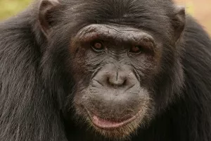 Svi u skloni&scaron;tu za životinje priželjkuju da Marcelino zaliječi slomljeno srce Cecilije