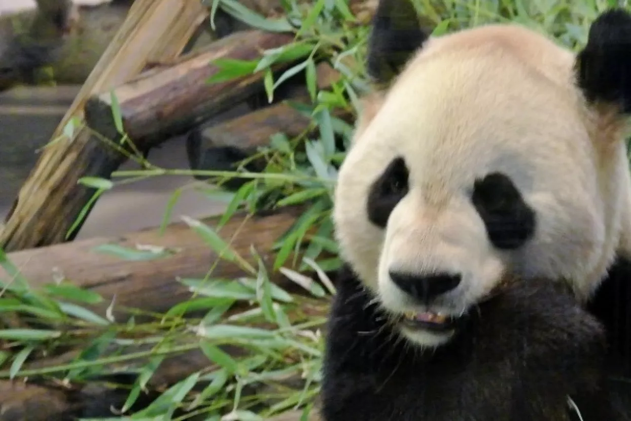 VIDEO: Umro je divovski Basi, najstarija panda na svijetu