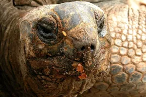 Ekvador u žustroj borbi za spa&scaron;avanje divovske kornjače s Galapagosa od izumiranja