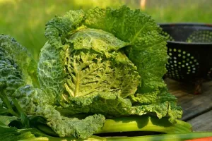 Kovrčavi kelj bogat vitaminima sve če&scaron;će je glavno jelo