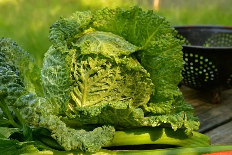 Kovrčavi kelj bogat vitaminima sve če&scaron;će je glavno jelo