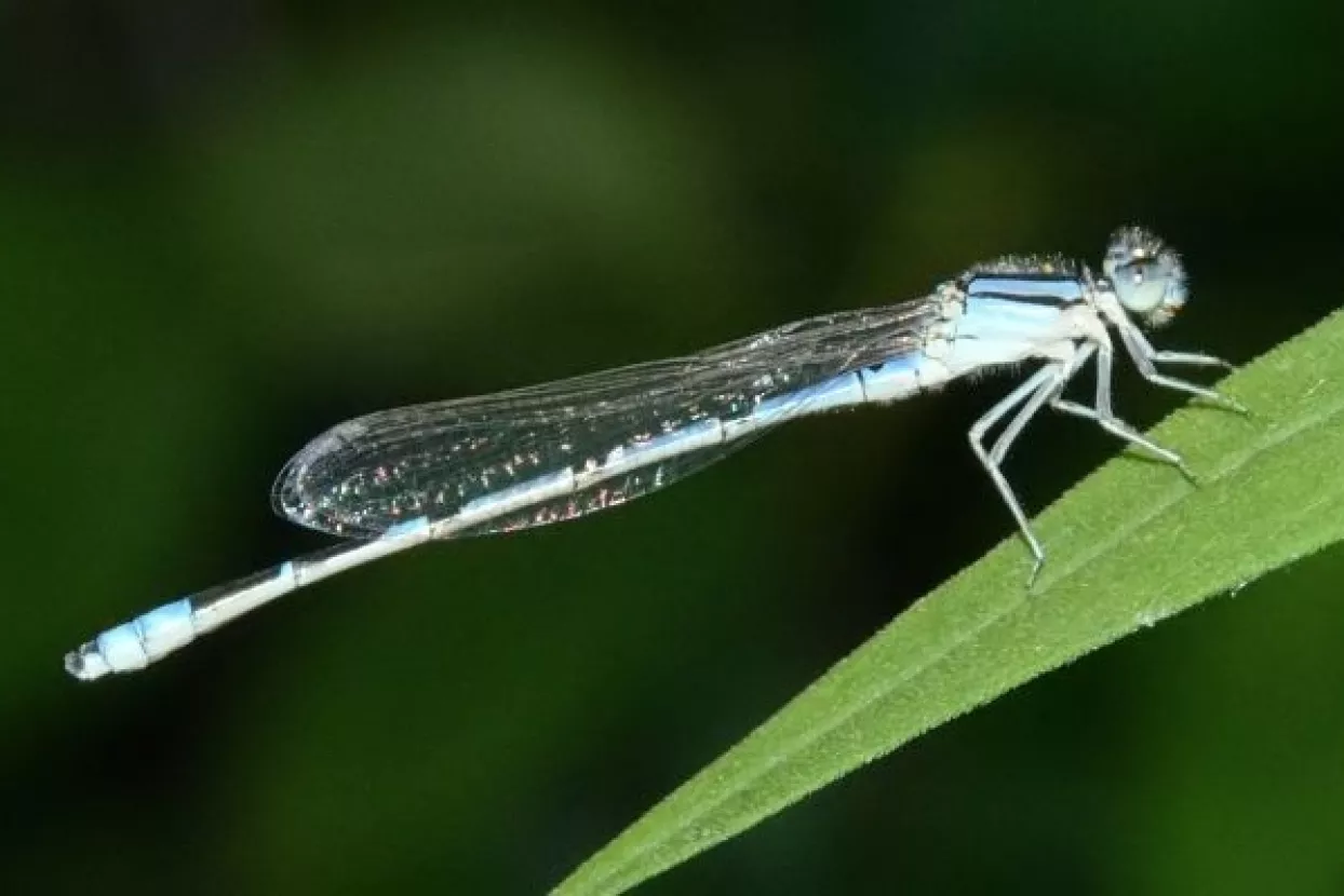 Čovječanstvu prijeti 'ekolo&scaron;ki armagedon' ako ne očuva leteće insekte