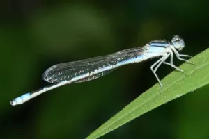Čovječanstvu prijeti 'ekolo&scaron;ki armagedon' ako ne očuva leteće insekte