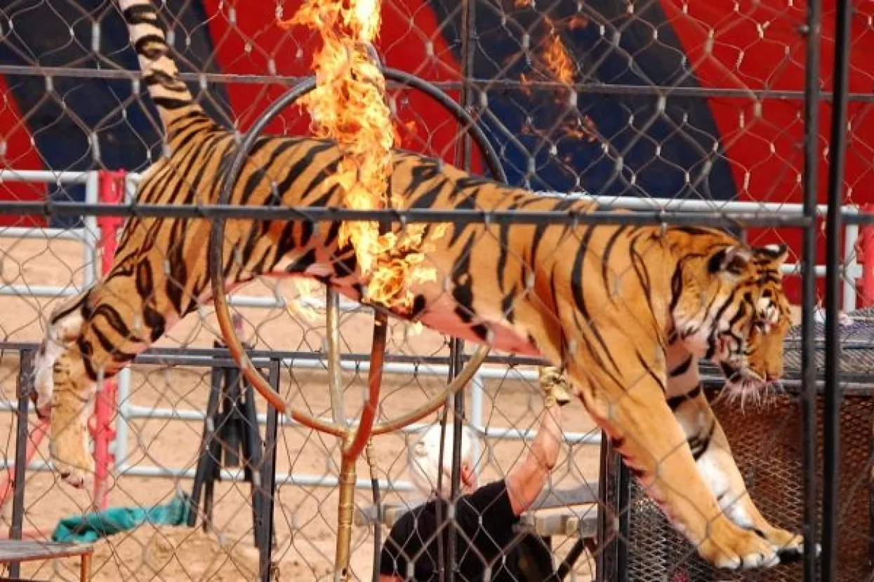 Italija zabranila životinjski cirkus