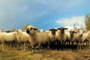 Glasovita ovca Dolly nije dobila artrozu zbog kloniranja