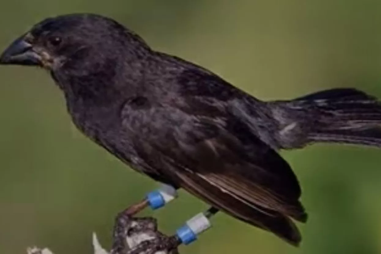 VIDEO: Živahna evolucija - 'Izgubljena' zeba stvorila sasvim novu vrstu za samo dvije generacije