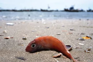 UN najavio nultu toleranciju na oneči&scaron;ćenje oceana plastikom