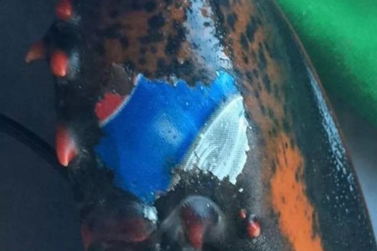 VIDEO: Hlap s Pepsi 'tetovažom' zabrinuo ekologe