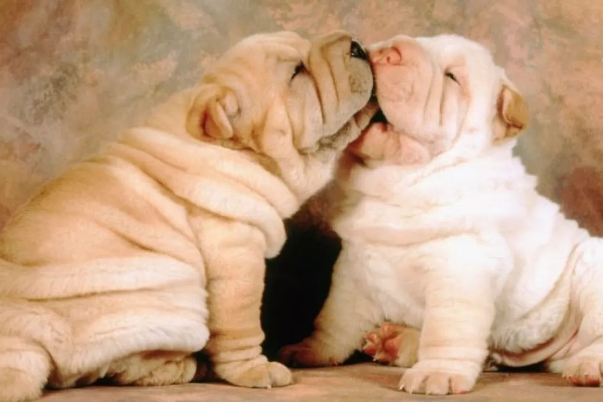 Nesta&scaron;ni shar pei zavr&scaron;io na operaciji po&scaron;to je pojeo 21 dudu varalicu