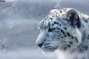 Po prvi put u povijesti u istočnom Tibetu kamerom snimljeni snježni leopardi