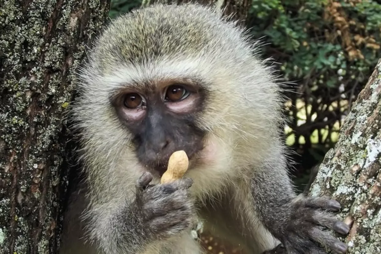 Djed Božićnjak sutra stiže i u zagrebački ZOO