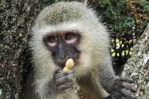 Djed Božićnjak sutra stiže i u zagrebački ZOO