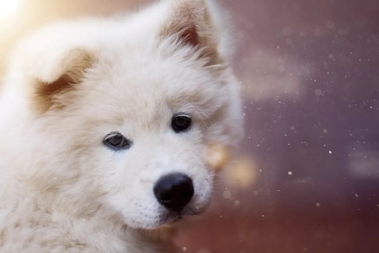 Veterinari apeliraju na vlasnike pasa da sklone 'otrovnu' čokoladu daleko od dosega nju&scaron;kica