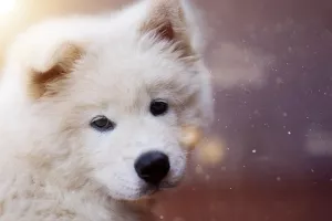 Veterinari apeliraju na vlasnike pasa da sklone 'otrovnu' čokoladu daleko od dosega nju&scaron;kica