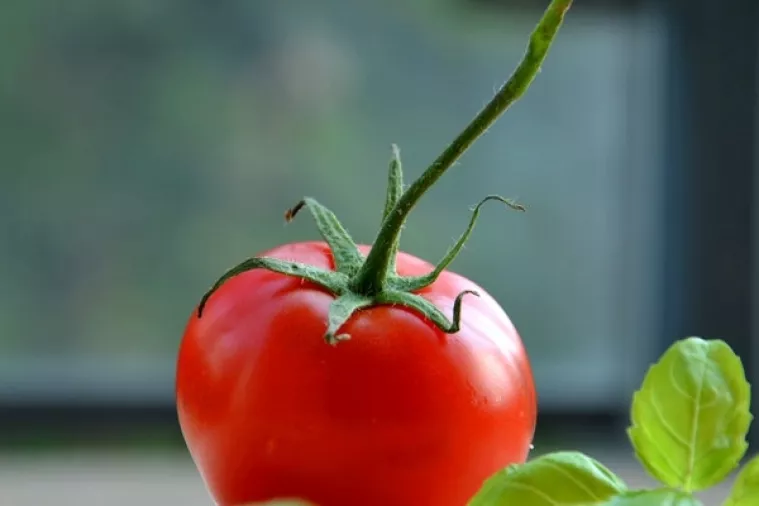 Rajčice obnavljaju funkciju pluća biv&scaron;ih pu&scaron;ača