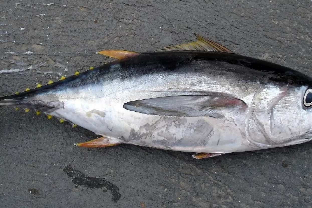 Prva ovogodi&scaron;nja tuna te&scaron;ka 405 kilograma prodana na dražbi za 330 tisuća dolara