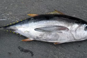 Prva ovogodi&scaron;nja tuna te&scaron;ka 405 kilograma prodana na dražbi za 330 tisuća dolara