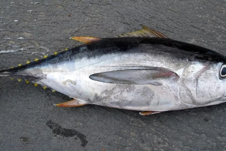Prva ovogodi&scaron;nja tuna te&scaron;ka 405 kilograma prodana na dražbi za 330 tisuća dolara