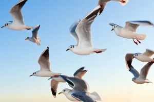 Klimatske promjene: Ptice selice skratile putovanje, zimovanje