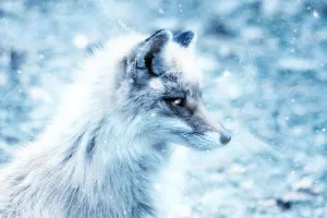 Norve&scaron;ka je 'vidjela svjetlo', zabranjuje uzgoj životinja radi krzna