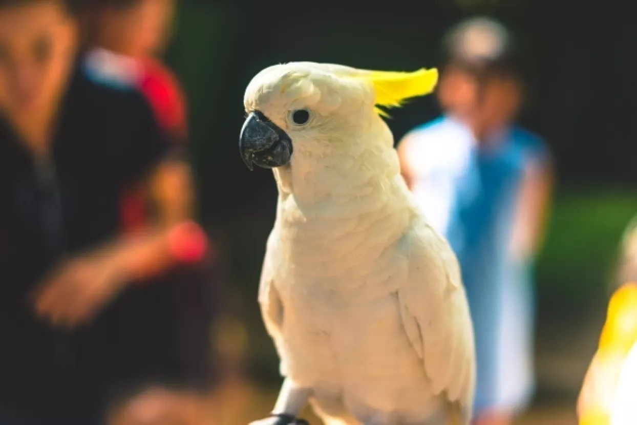 Zapadna Australija bori se protiv 'pernatog oružja za masovno uni&scaron;tavanje'