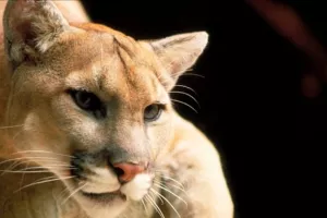 Svijet ostao bez jo&scaron; jedne životinjske vrste, izumrla istočna američka puma