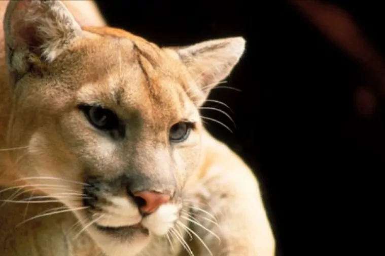 Svijet ostao bez jo&scaron; jedne životinjske vrste, izumrla istočna američka puma