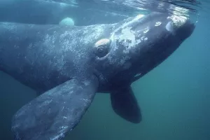 Kanada novim mjerama &scaron;titi ugrožene Sjevernoatlantske prave kitove