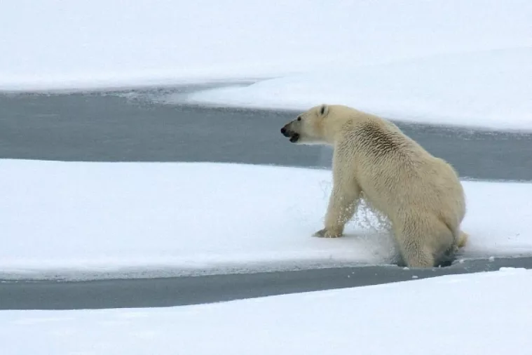 Polarni medvjedi na prisilnoj dijeti, zbog otapanja ledenjaka nemaju dovoljno hrane