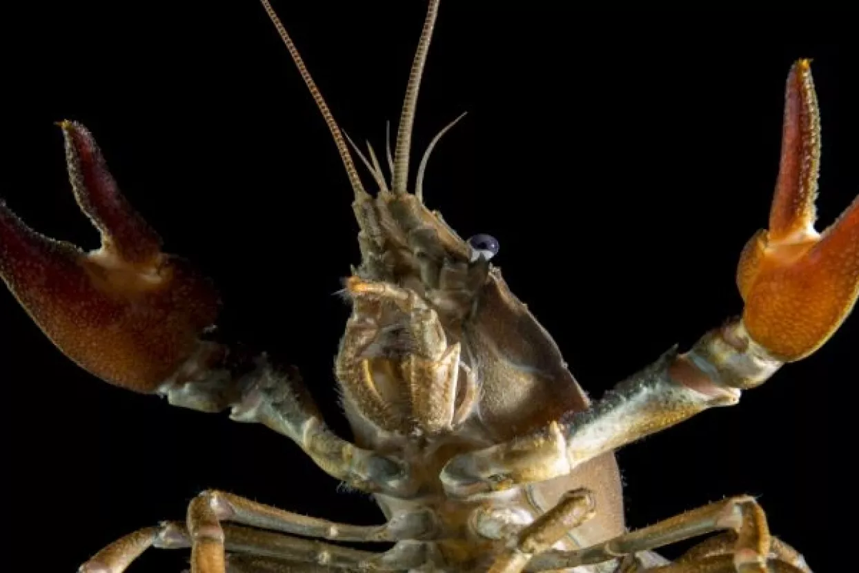 Rakovi mutanti pobjegli iz njemačkog akvarija prerasli u invazivnu vojsku klonova