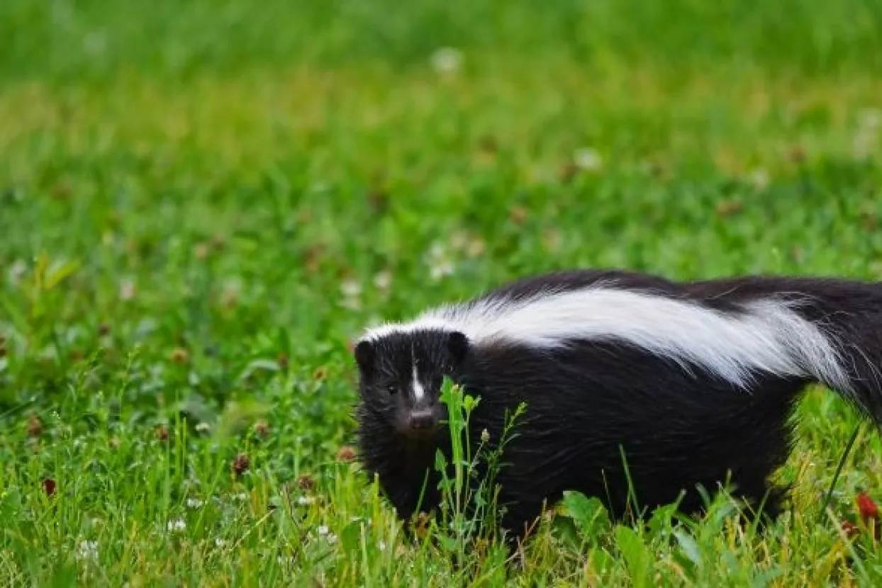 Rje&scaron;avao se tvora, rije&scaron;io se kuće